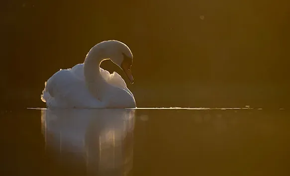 Fotografuj wcześnie rano lub późnym popołudniem